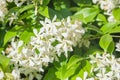 Trachelospermum jasminoides Royalty Free Stock Photo