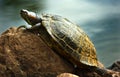 Trachemys scripta elegans Royalty Free Stock Photo