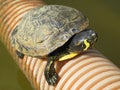 Trachemys scripta elegans