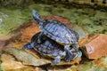 Trachemys scripta elegans. Decorative red-eared turtles are sitting on the rocks in an artificial reservoir. Shallow depth of