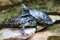 Trachemys scripta elegans