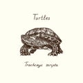 Trachemys scripta elegans red-eared slider, red-eared terrapin, water slider front view, Turtles collection, hand drawn doodle Royalty Free Stock Photo