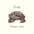 Trachemys scripta elegans red-eared slider, red-eared terrapin, water slider front view, Turtles collection, hand drawn doodle