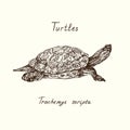 Trachemys scripta elegans red-eared slider, red-eared terrapin, water slider side view, Turtles collection, hand drawn doodle Royalty Free Stock Photo