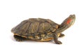 Trachemys Scripta Elegans On White