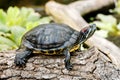 Trachemys scripta troostii