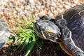 Trachemys scripta turtle head close-up, wildlife red eared turtle Royalty Free Stock Photo