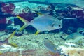 Trachinotus blochii or snubnose pompano in Atlantis, Sanya, Hainan, China.. Pompanos are marine fishes in the genus Trachinotus in