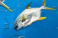 Trachinotus blochii or snubnose pompano in Atlantis, Sanya, Hainan, China.. Pompanos are marine fishes in the genus Trachinotus in