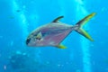 Trachinotus blochii or snubnose pompano in Atlantis, Sanya, Hainan, China.. Pompanos are marine fishes in the genus Trachinotus in