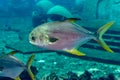 Trachinotus blochii or snubnose pompano in Atlantis, Sanya, Hainan, China.. Pompanos are marine fishes in the genus Trachinotus in