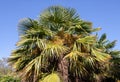 Trachycarpus fortunei, the Chinese windmill palm, windmill palm or Chusan palm plant Royalty Free Stock Photo