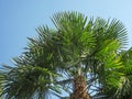 Trachycarpus fortunei Royalty Free Stock Photo