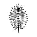 Trachycarpus leaf stylized vector illustration. Doodle illustration. Leaves of palm tree trachycarpus isolated on white background