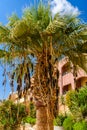 Trachycarpus palm against the blue sky and clouds Royalty Free Stock Photo