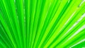 Trachycarpus palm leaf background. Tropical palm leaves. Concept summer holidays, vacation and relaxation, sea and beach
