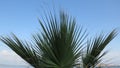 Trachycarpus takil, Kumaon palm tree green leaves against blue sky full frame.