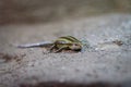 Trachylepis margaritifera basks on a sandy bed and looks curiously at the newcomer. Rainbow skink on a rock. Detail of a species