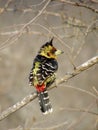 Trachyphonus vaillantii Crested Barbet Royalty Free Stock Photo