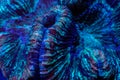 Trachyphyllia Brain Coral Royalty Free Stock Photo