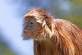 Trachypithecus auratus, red fluffy monkey