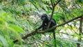 Trachypithecus (lutungs, langurs, eaf monkeys) on the tree Royalty Free Stock Photo
