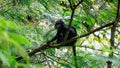 Trachypithecus (lutungs, langurs, eaf monkeys) on the tree Royalty Free Stock Photo