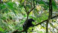 Trachypithecus (lutungs, langurs, eaf monkeys) on the tree Royalty Free Stock Photo