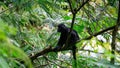 Trachypithecus (lutungs, langurs, eaf monkeys) on the tree Royalty Free Stock Photo