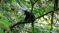 Trachypithecus (lutungs, langurs, eaf monkeys) on the tree Royalty Free Stock Photo