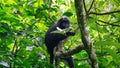 Trachypithecus (lutungs, langurs, eaf monkeys) on the tree Royalty Free Stock Photo