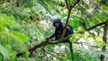 Trachypithecus (lutungs, langurs, eaf monkeys) on the tree Royalty Free Stock Photo