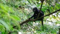 Trachypithecus (lutungs, langurs, eaf monkeys) on the tree Royalty Free Stock Photo