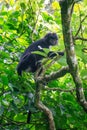 Trachypithecus (lutungs, langurs, eaf monkeys) on the tree Royalty Free Stock Photo