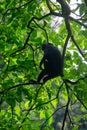 Trachypithecus (lutungs, langurs, eaf monkeys) on the tree Royalty Free Stock Photo
