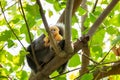 Trachypithecus obscurus Peeping from behind the tree in the Thailand jungle. Female of dusky leaf monkey or spectacled langur with Royalty Free Stock Photo