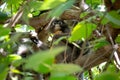 Trachypithecus obscurus in the Thailand jungle. Family of dusky leaf monkey or spectacled langur with yellow baby monkey sitting Royalty Free Stock Photo