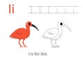 Tracing alphabet letters with cute animals. Color cute scarlet ibis. Trace letter I.