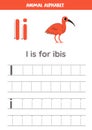 Tracing alphabet letters for kids. Animal alphabet. I is for ibis. Royalty Free Stock Photo