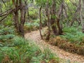 Track above Wreck Beach - Princetown Royalty Free Stock Photo