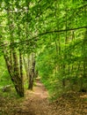 Track along green birch trees