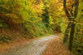 Track in autumn forest Royalty Free Stock Photo