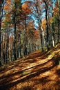 Track through autumn forest Royalty Free Stock Photo