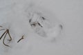 Track of boar on snow, winter image of wild forest of Belarus Royalty Free Stock Photo