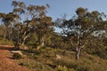 Landscape in the Australian bush late afternoon Royalty Free Stock Photo