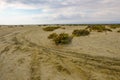 Track in the desert with tyre marks and scrubby growth. Royalty Free Stock Photo