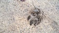 Local dogs foot prints on earth Surface. Dog paw print in beach sand Royalty Free Stock Photo