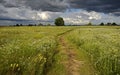 Track on the flowering meadow. Summer. Haymaking