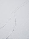 A track of footprints in the snow is a fading perspective. Bird tracks in the snow Royalty Free Stock Photo