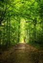 Forest path in green forest nature Royalty Free Stock Photo